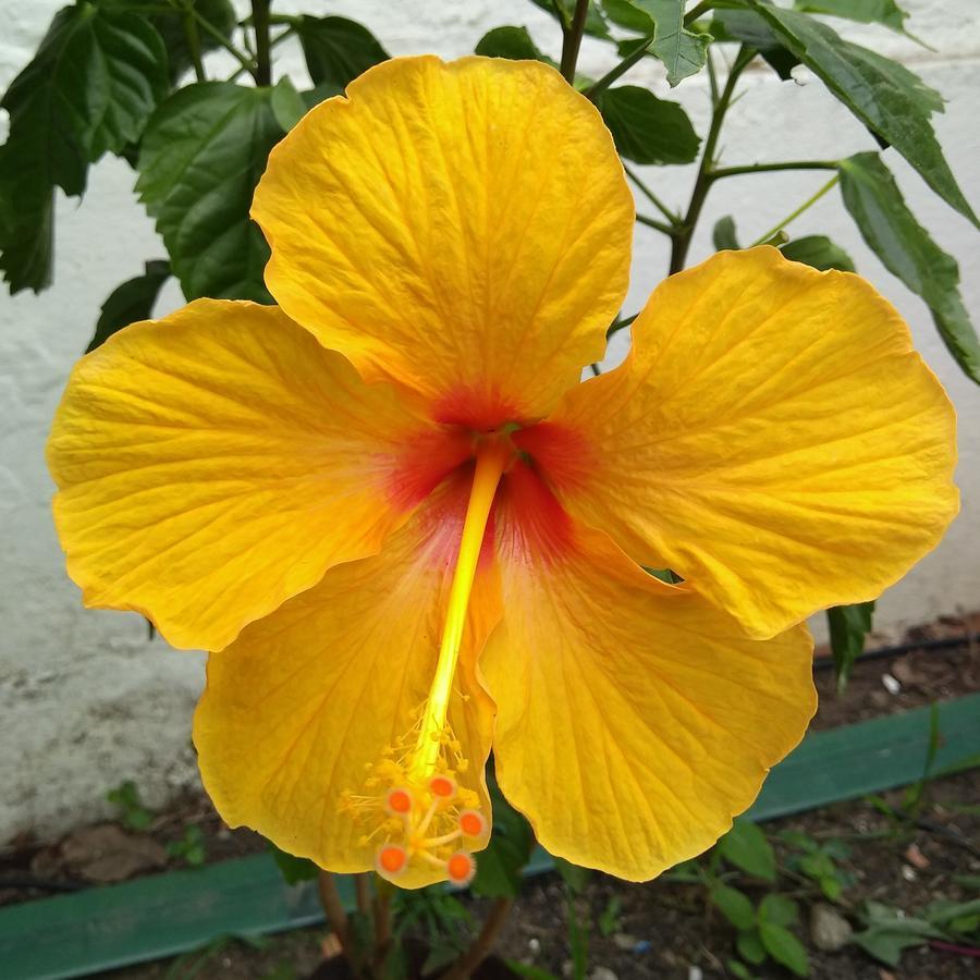 Pousada Arraial Caribe 阿拉亚尔-杜卡布 外观 照片